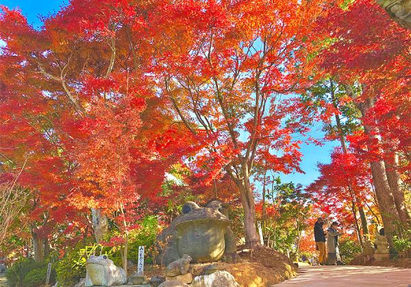 小京都秋月の紅葉絵巻ともみじの如意輪寺と3個お土産付柿狩りと贅沢な海鮮よくばりランチ3